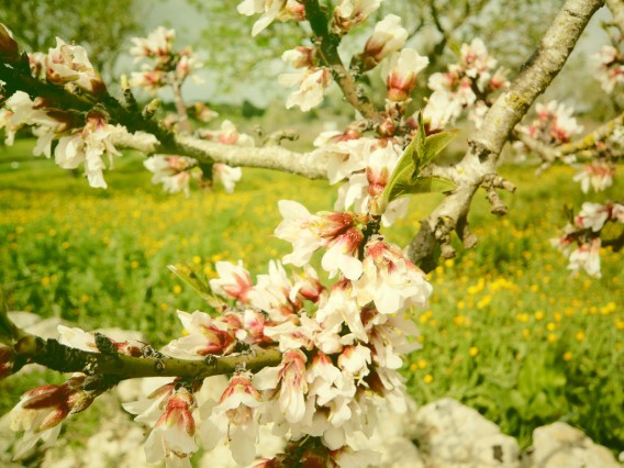 Almendro en flor en Mallorca