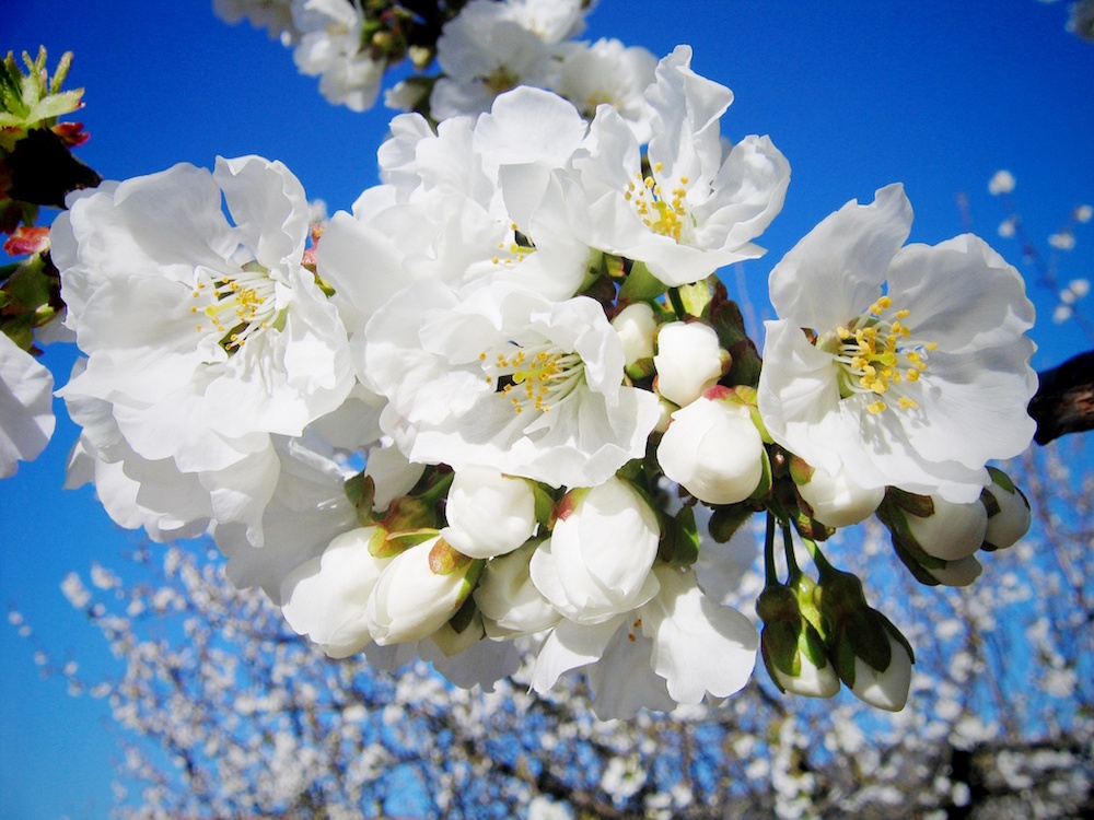 Conoce a la preciosa flor de cerezo