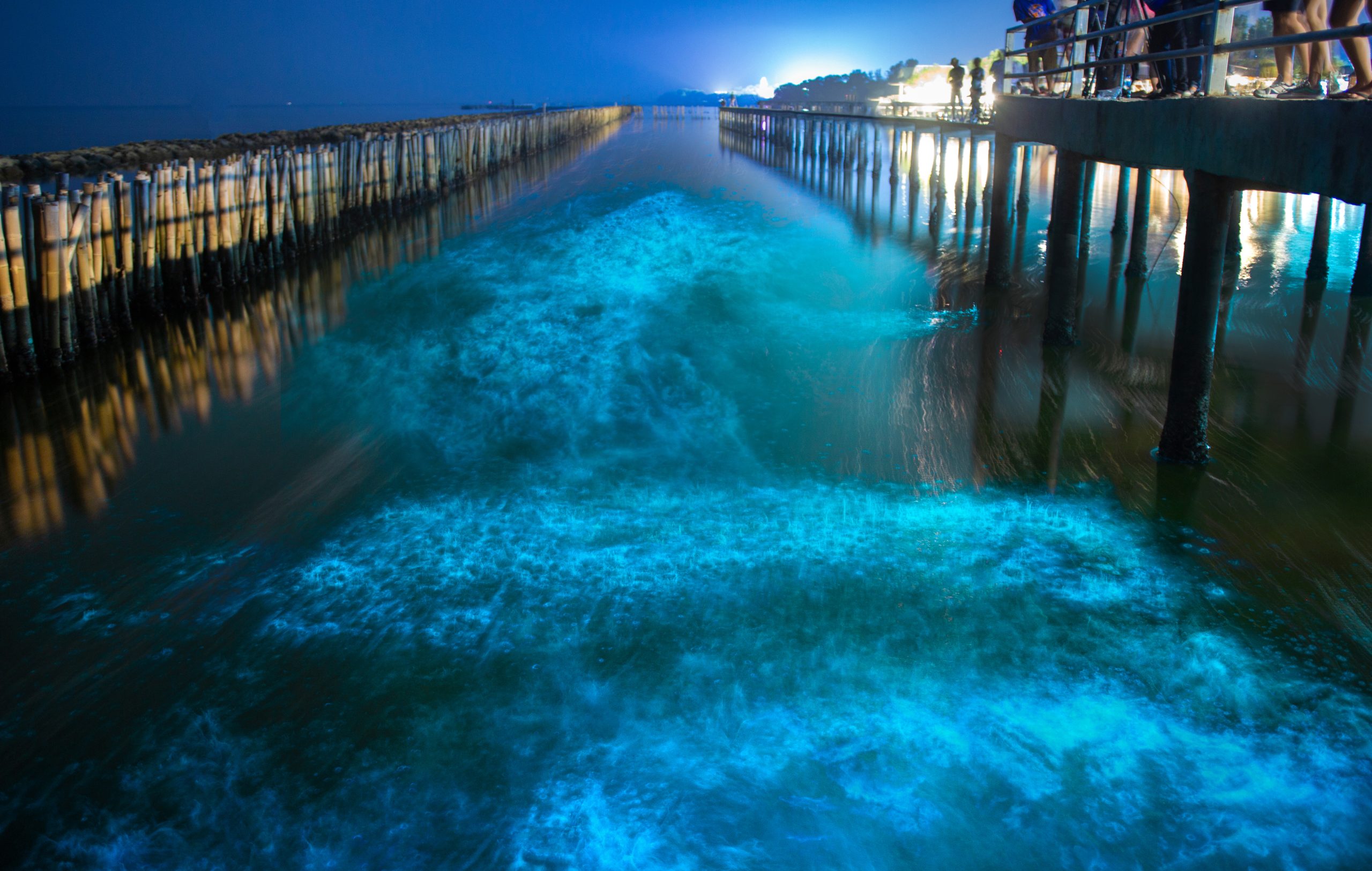 Lo spettacolare fenomeno della bioluminescenza che illumina il mare di